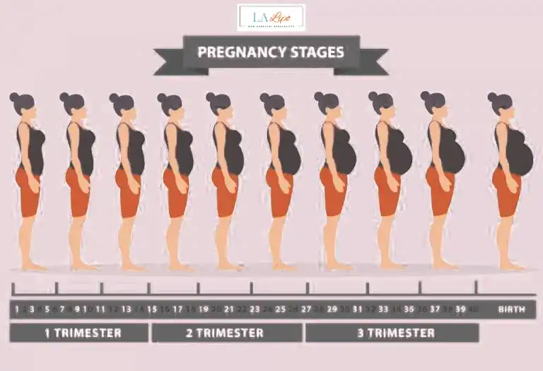 First Trimester (Weeks 1–12): Early Changes You Might Not Notice Basildon
